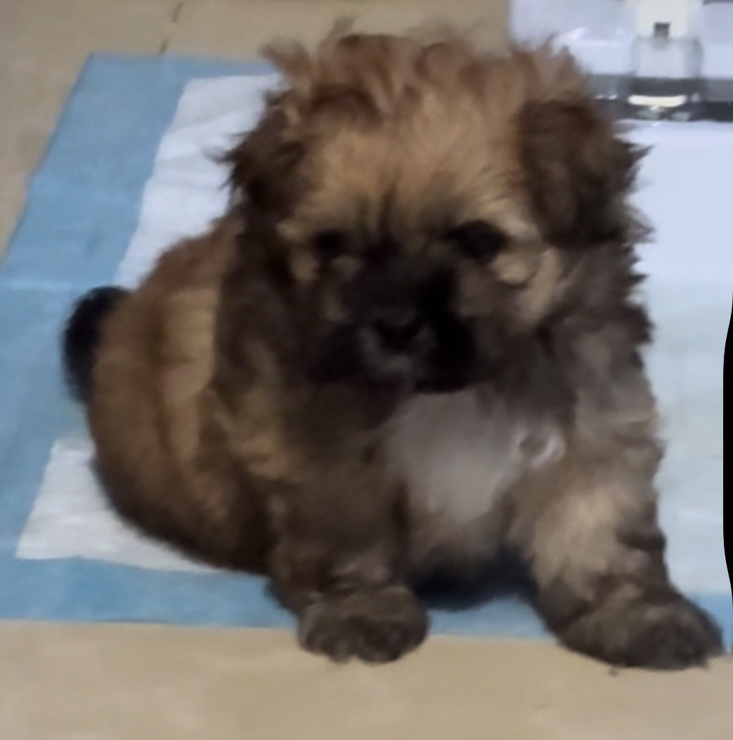 Elmo the Puppy