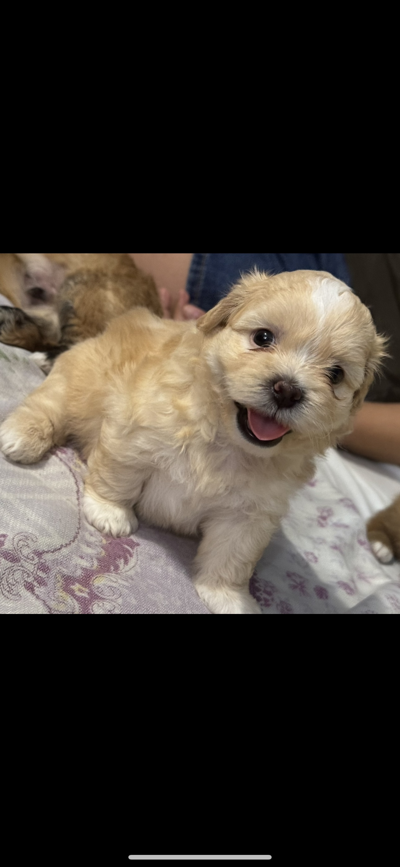 Lily the Puppy