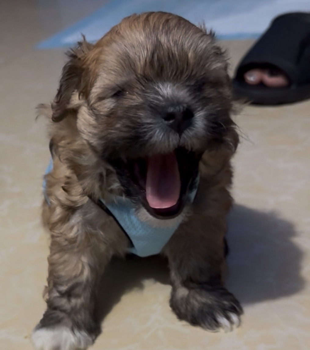 Oliver the Puppy