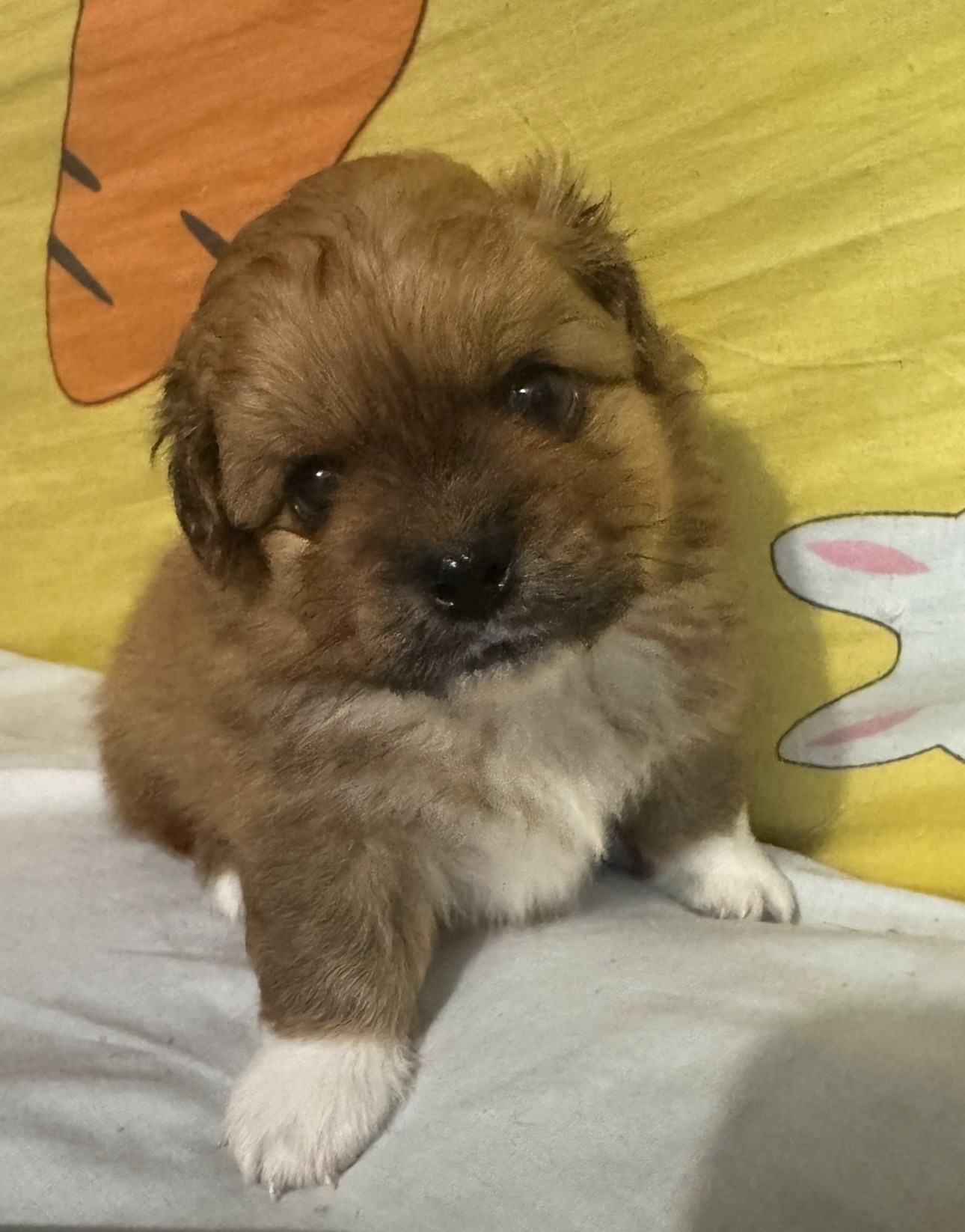 Zoom the Puppy